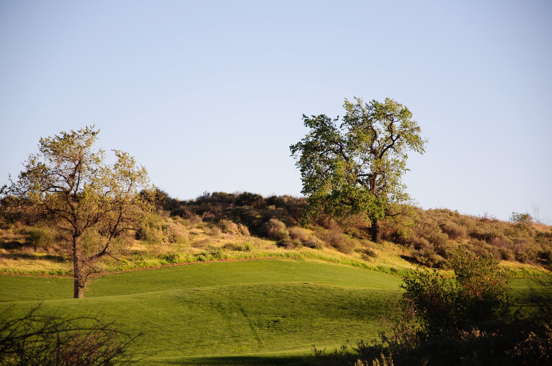 View of grass hill and trees in Santa Clarita, California